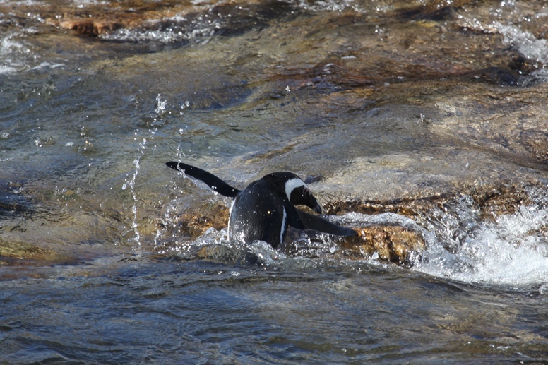 african penguin